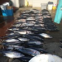 Whale Watching Depoe Bay 